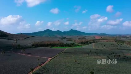 Amazing pineapple, make it into a delicious Chinese food _ 野小妹 wild girl-(480p)