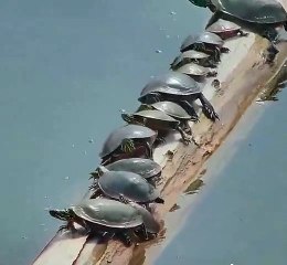 Manège à tortues... mieux que Disney