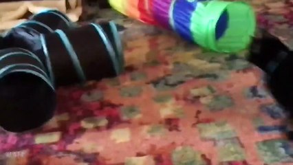 Videos De Risa de Animales - Gatos Chistosos - Gracioso videos de reacción de gato de la semana