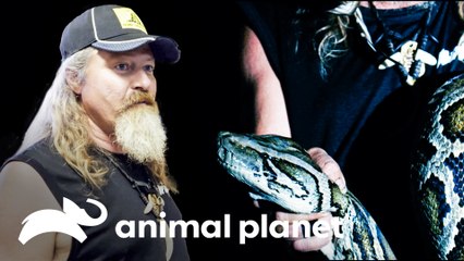 Cazando una pitón de cinco metros en la oscuridad | Guardianes del Pantano | Animal Planet