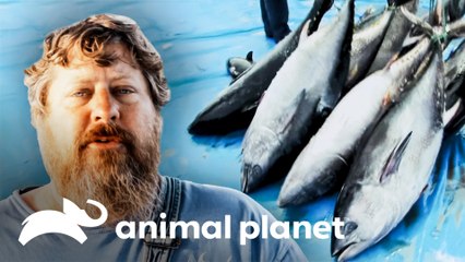 Pesca de atum em águas pesca perigosa | Na Linha da Pesca | Animal Planet Brasil