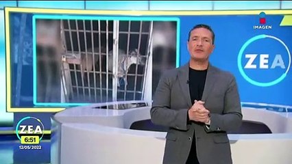 Detienen a dos borregos en Oaxaca por comer pasto ajeno