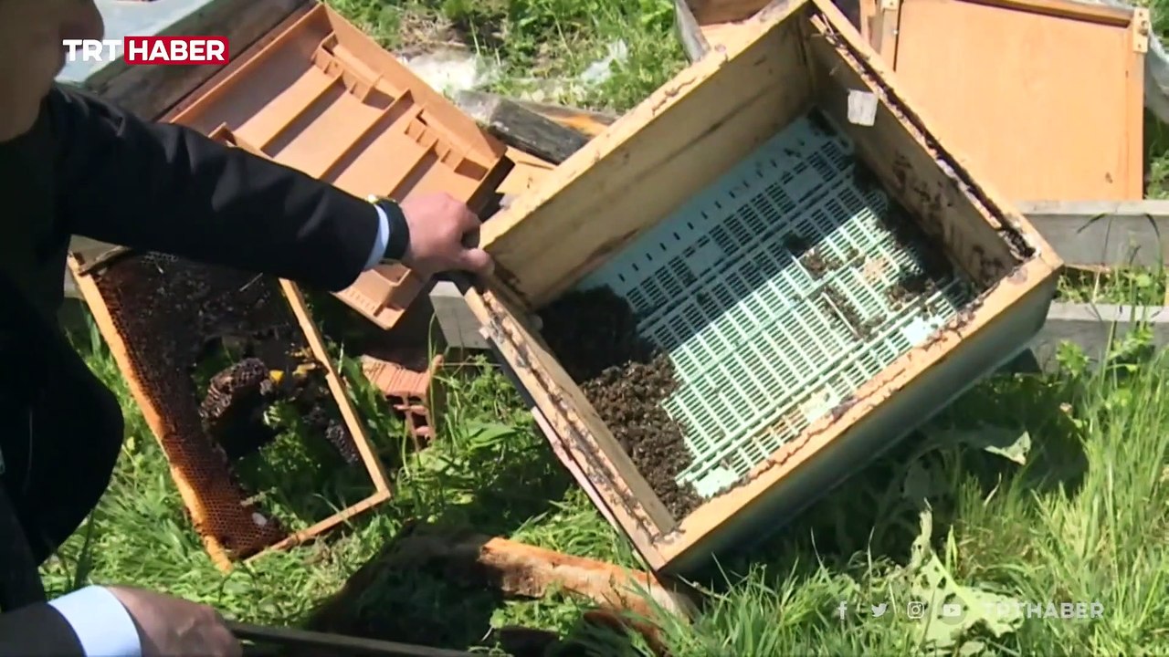 Üstün ırk arıları nasıl çaldılar? Dailymotion Video