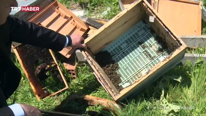 Üstün ırk arıları nasıl çaldılar?