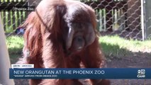 Phoenix Zoo welcomes new Bornean orangutan