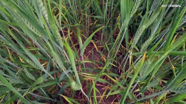 Засуха во Франции: что поливать - пшеницу или кукурузу?