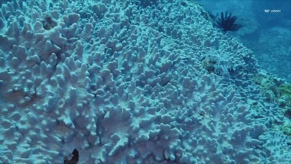 Australia Says Majority of the Great Barrier Reef Is Bleached