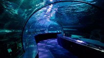 Ripley's Aquarium (Myrtle Beach, South Carolina) - 4k Travel Video Tour & Review - Amazing Indoor Aquarium