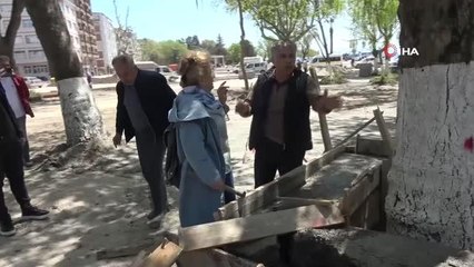 Ağacın kökünün betonla kapatılmasına karşı çıkan çevreci keserle betonu kırdı