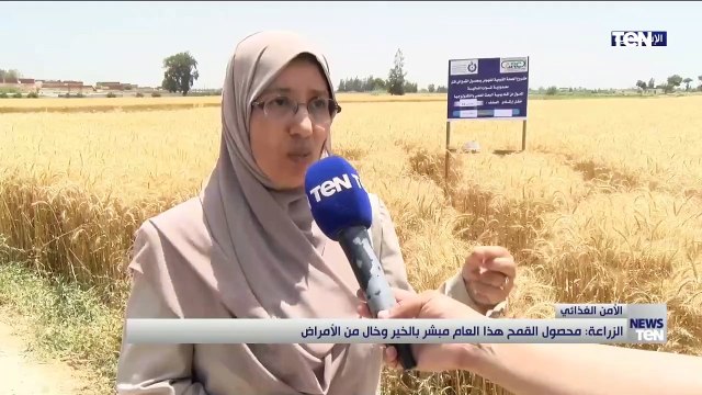 الزراعة: محصول القمح هذا العام مبشر بالخير وخال من الأمراض