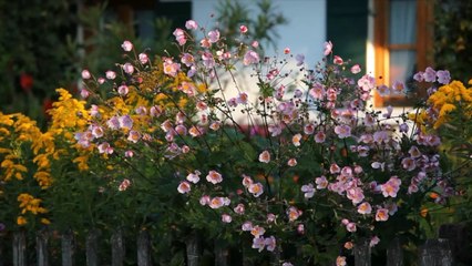 Why an English Cottage Garden Might Be the Secret to Better Curb Appeal