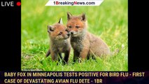 Baby fox in Minneapolis tests positive for BIRD FLU - first case of devastating avian flu dete - 1br
