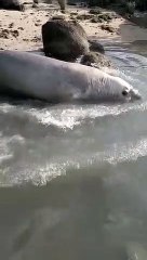 População flagra elefante marinho 'passeando' pelo litoral do Paraná