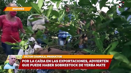 Por la caída en las exportaciones, advierten que puede haber sobrestock de yerba mate