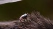 Doctors warn of misinformation, confusion surrounding Lyme disease