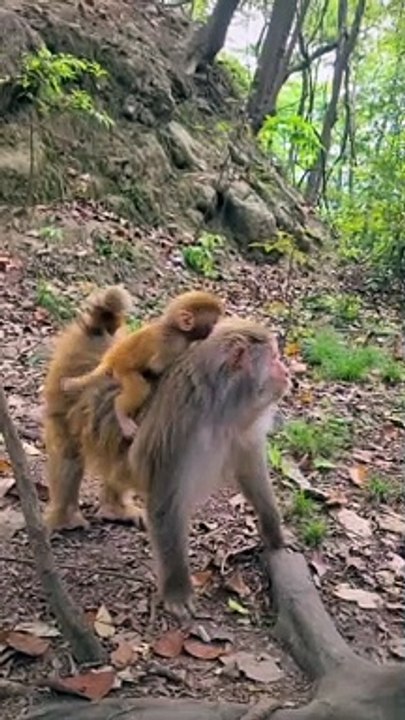 Baby monkey cute animals # 54