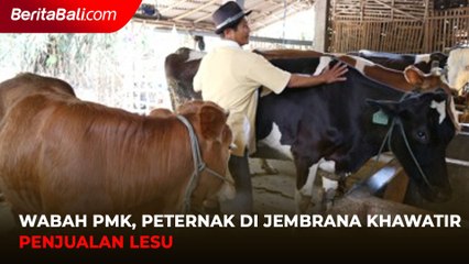 Wabah PMK, Peternak di Jembrana Khawatir Penjualan Lesu