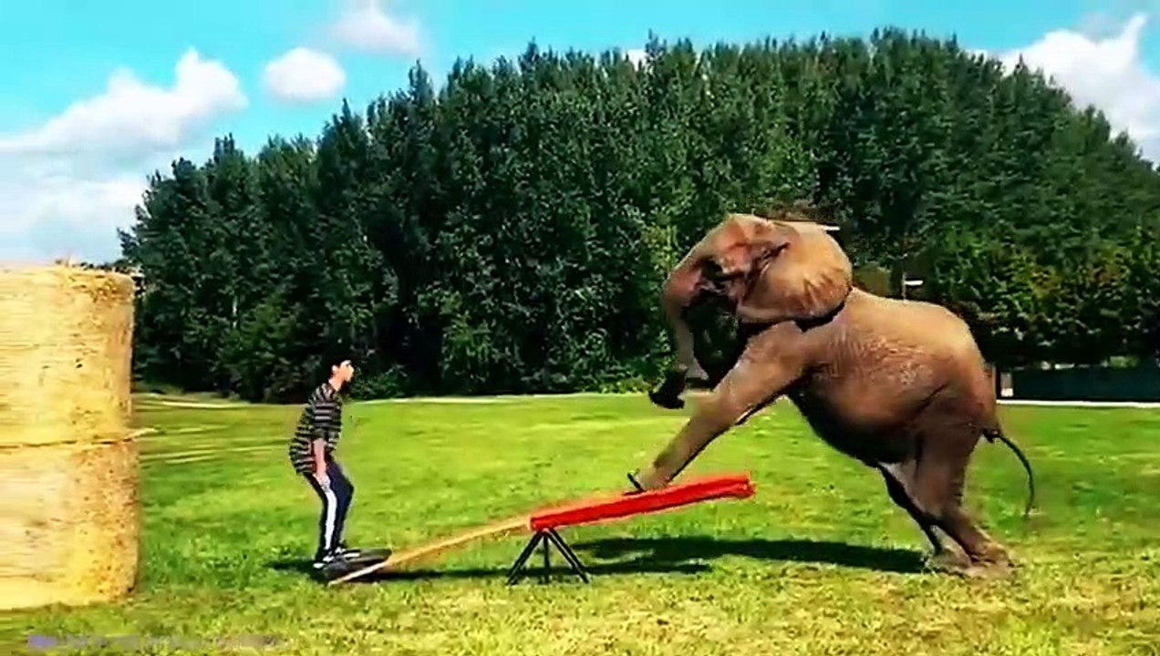 Most UNBELIEVABLE Animal Moments Ever Caught On Camera