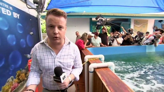 Labor pledges $200m for new Great Barrier Reef program