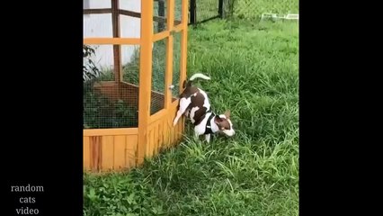 Funny pets video  funny cats and dogs  try not to laugh