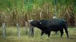 black cows roar in the fields