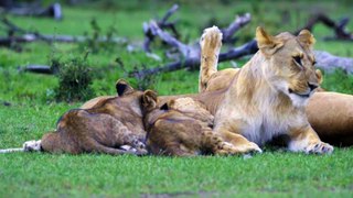 Lion Cubs Feeding From Mother