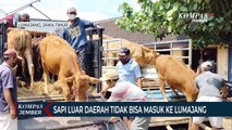 Pasar Hewan di Lumajang Sepi Transaksi Akibat Wabah PMK