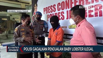 Penjualan 1.300 Ekor Baby Lobster Ilegal Digagalkan Polisi