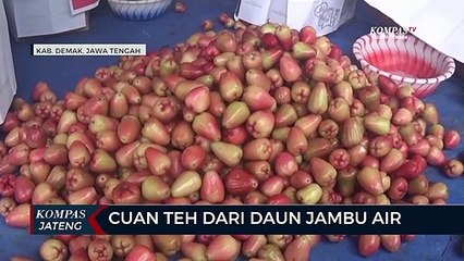 Cuan Teh dari Daun Jambu Air