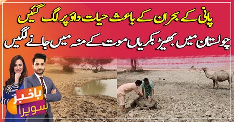 Cholistan: more than 200 cattle, sheep dies due to heatwave and water shortage