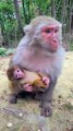 Baby monkey Cute animals and Mom
