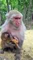 Baby monkey Cute animals and Mom 2