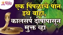 पिंपळाचे पान कुठे वाहिल्यावर कालसर्प दोषापासून दूर राहाल? Benefits of Peepal Leaf | Kaalsarpa Dosh