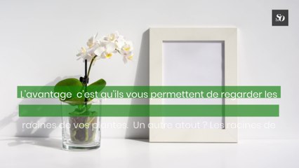 7 astuces pour garder vos plantes en vie