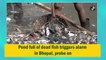 Pond full of dead fish triggers alarm in Bhopal, probe on
