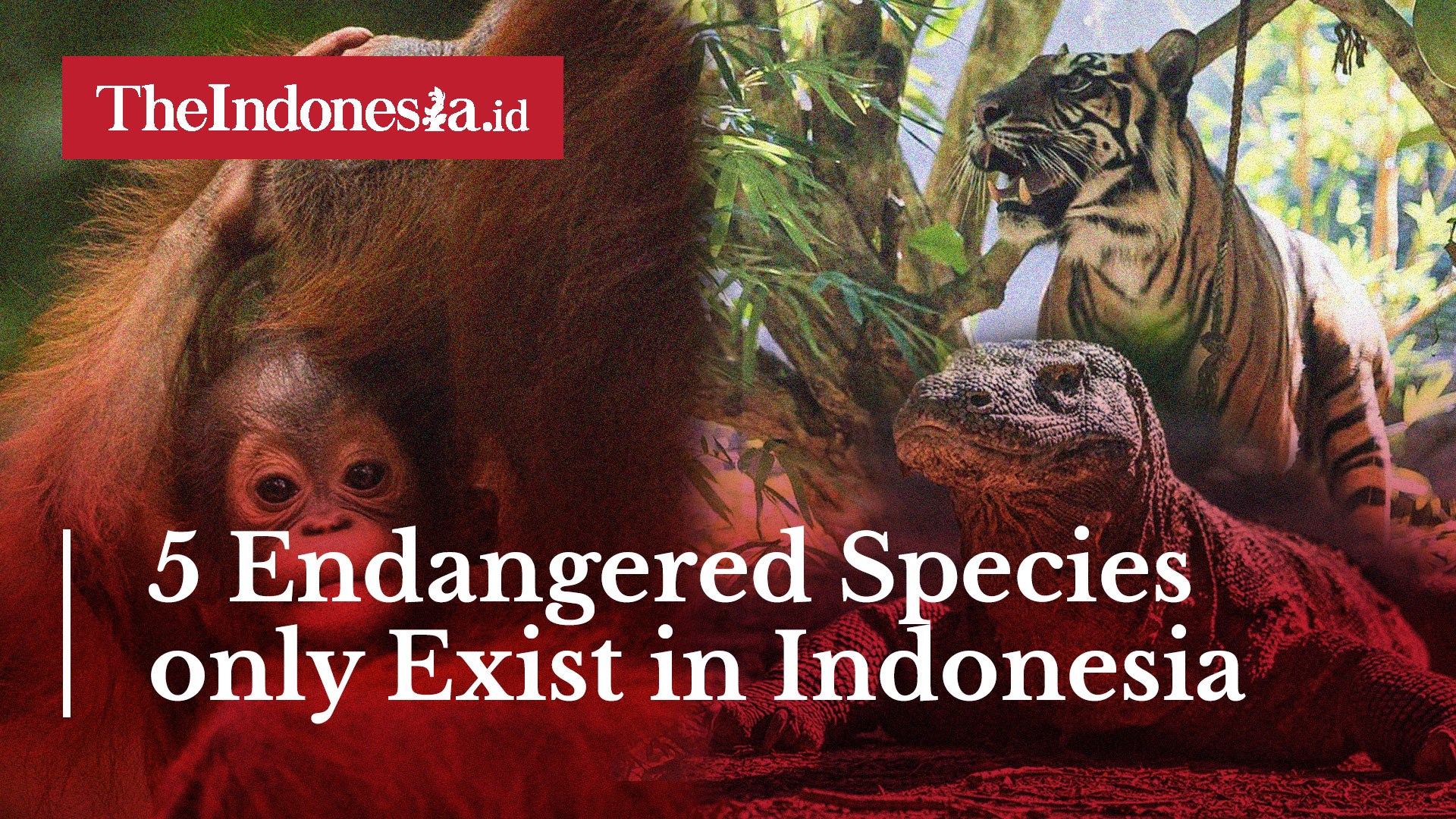 ⁣5 Endangered Species only Exist in Indonesia