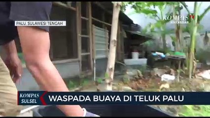 Waspada Buaya Di Teluk Palu