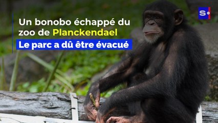 Le Zoo de Planckendael évacué: un bonobo s’est échappé de son enclos