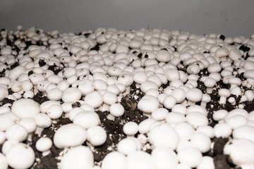 ANKARA ÜNİVERSİTESİ SIFIR KİMYASAL İLE MANTAR ÜRETTİ