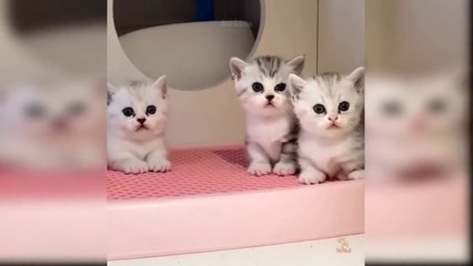 Baby Cats - Cute and Funny Cat Videos Compilation   Aww Animals