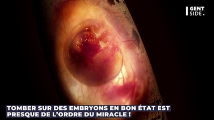 Dinosaure : un embryon de 66 millions d'années retrouvé en très bon état par des chercheurs