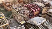 Polícia Civil localiza 100 pássaros silvestres em Biguaçu
