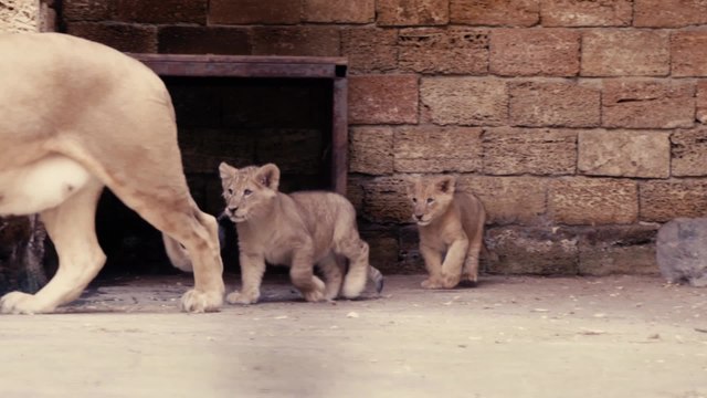 Naissance de deux lionceaux à Pairi Daiza