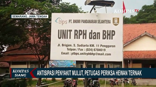 Takut Merugi karena Penyakit Mulut dan Kuku, Hewan Ternak di Isolasi oleh Peternak