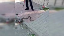Arnavutköy'de sokak ortasına görülen yılan korku dolu anlar yaşattı