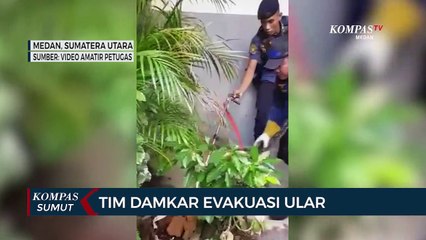Petugas Pemadam Kebakaran Evakuasi Ular dari Taman Sekolah SMA 1 Medan