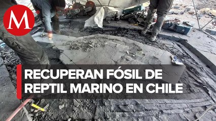 Científicos chilenos recuperan intacto fósil de reptil marino
