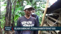 Kematian Kambing dan Sapi dengan Kondisi Mulut Berbintik Hitam Belum Diketahui Penyebabnya