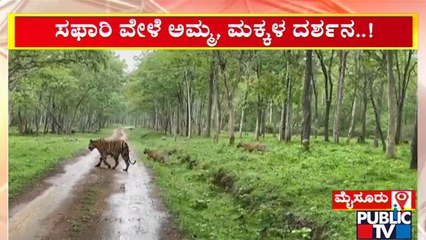ಕಬಾನಿ ಸಫಾರಿ ವೇಳೆ ಹುಲಿ, ಮರಿಗಳ ಅಪರೂಪದ ದರ್ಶನ | Kabini Safari | Tiger