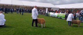 Short Wool Championship Balmoral Show 2022